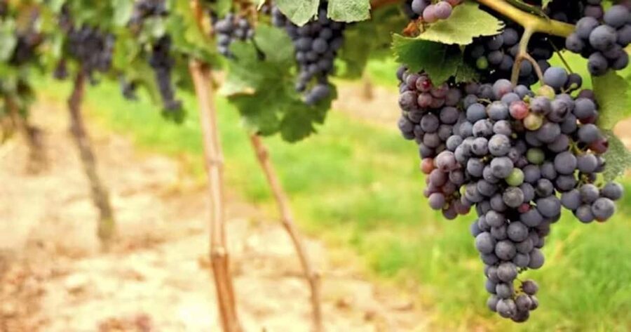 SF: Napa & Sonoma Wine Tour & Hop-on Hop-off Tour (Save 15%) - Key details before you book