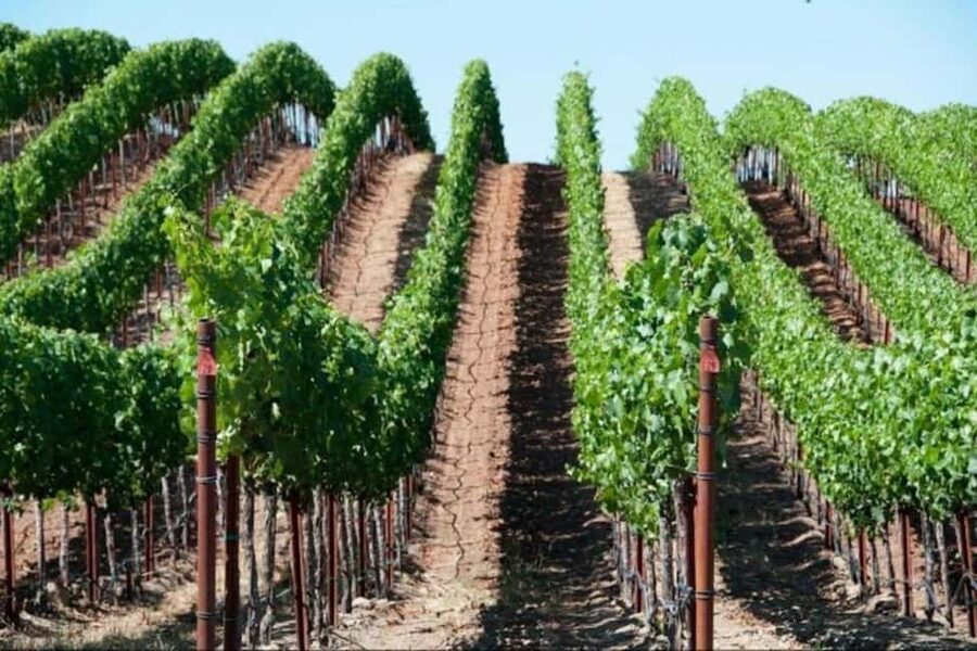 SF: Napa & Sonoma Wine Tour & Hop-on Hop-off Tour (Save 15%) - Is $169 a good value?