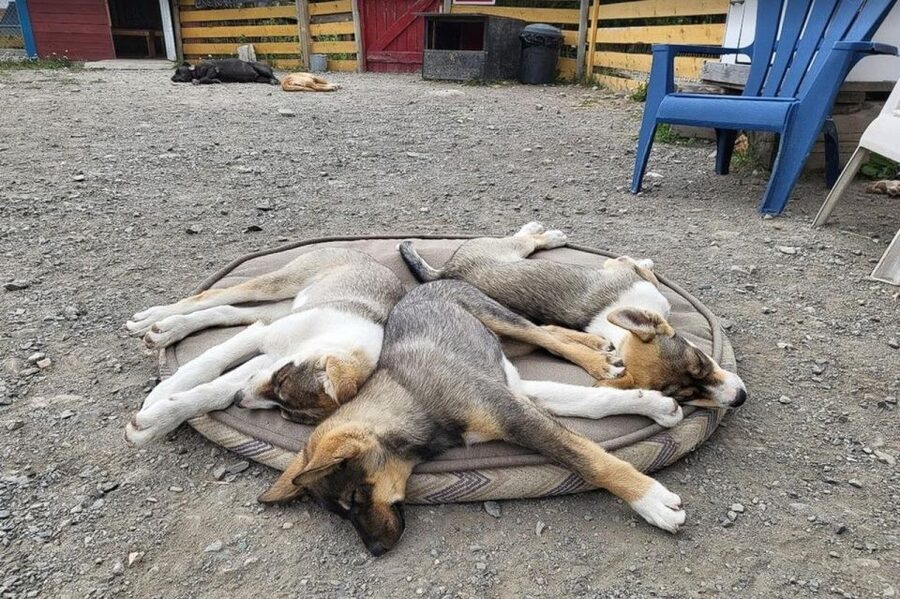 Skagway: Klondike Highway & Yukon Bus Tour with Husky Kennel - What the 330-minute schedule feels like