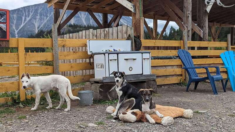 Skagway: Klondike Highway & Yukon Bus Tour with Husky Kennel - Who will enjoy this tour most?