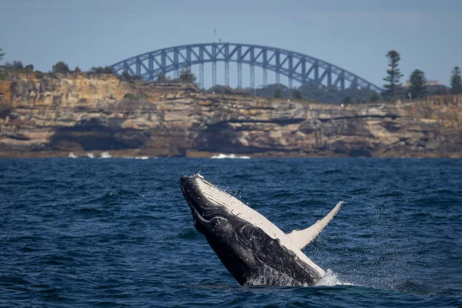 Sydney: Whale Watching & Hop On Hop Off Cruise Package - Key points to know before booking