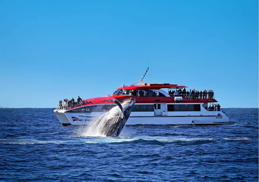 Sydney: Whale Watching & Hop On Hop Off Cruise Package - The 150-minute whale-watching cruise