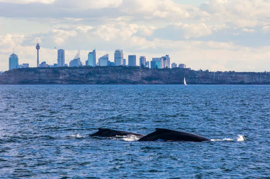 Sydney: Whale Watching & Hop On Hop Off Cruise Package - Using the two-day hop-on hop-off pass