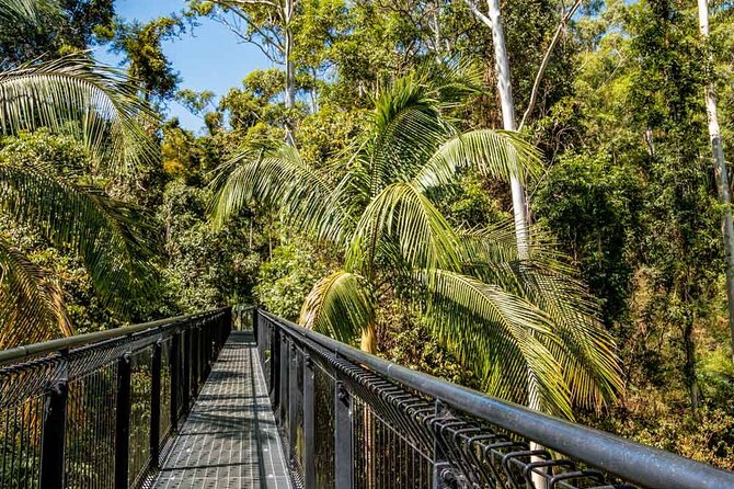 Tamborine Rainforest Skywalk + Hop on Hop off Bus - Key points to know before you go