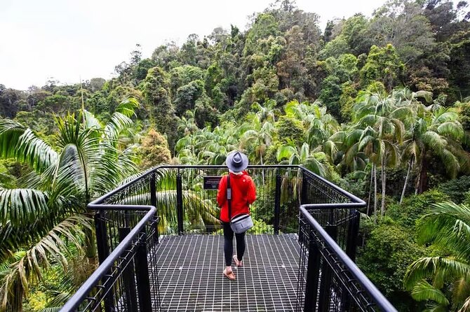 Tamborine Rainforest Skywalk + Hop on Hop off Bus - Walking above the rainforest at Tamborine Skywalk