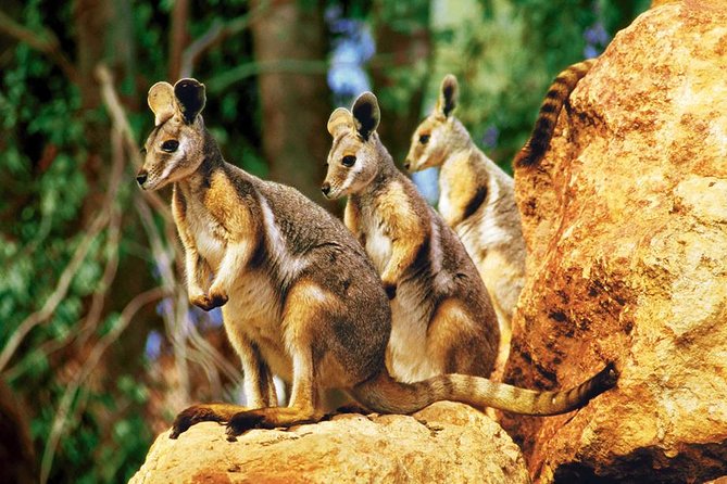 Taronga Zoo Entry & Sydney Harbour 2-Day Hop On Hop Off Cruise - Key points to know before you book