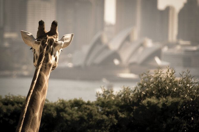 Taronga Zoo Entry & Sydney Harbour 2-Day Hop On Hop Off Cruise - Taronga Zoo deserves most of a day