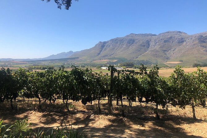 Vine Hopper: Hop-On Hop-Off Wine Tour - Northern Route - Delheim: Allow time for food